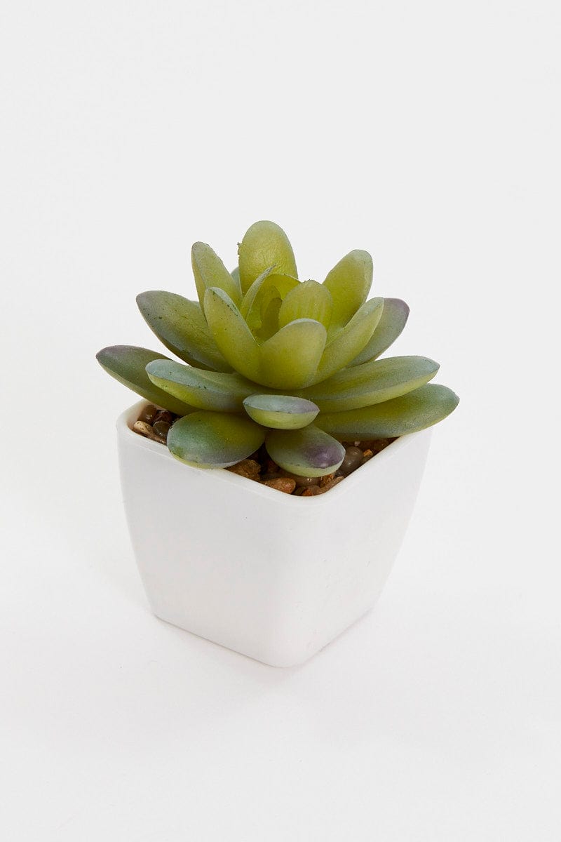DECORATIONS Green Artificial Potted Cactus for Women by Ally