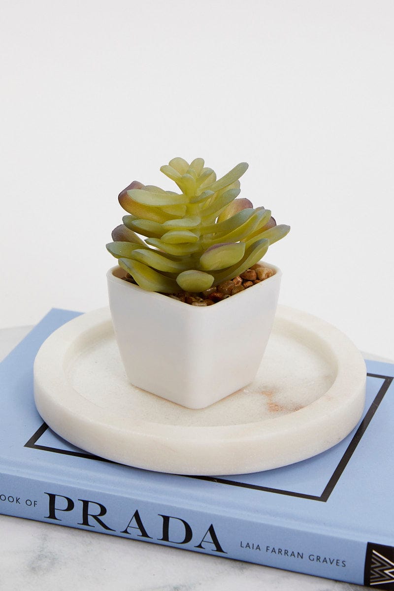 DECORATIONS Green Artificial Potted Cactus for Women by Ally